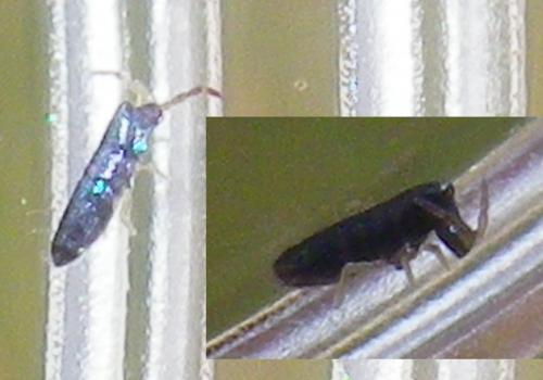 Réf. 215 454 : Lepidocyrtus paradoxus